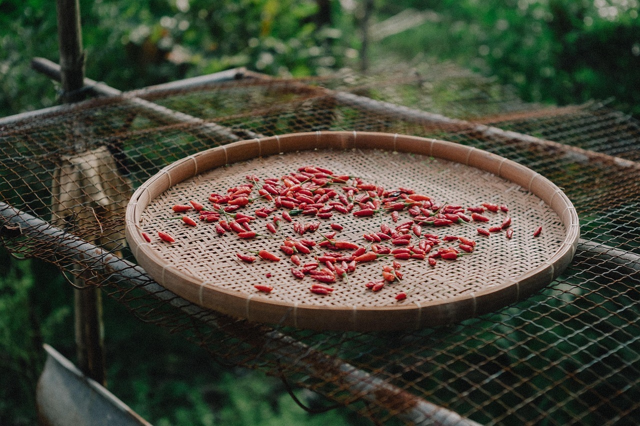 Small red fruits dry on a round woven tray set over netting in a green outdoor area.