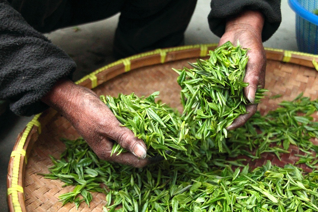 Two hands lift fresh green leaves above a broad, round bamboo tray.
