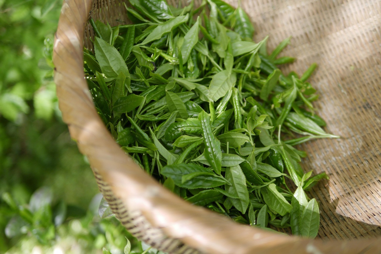 Fresh narrow green leaves lie inside a broad, shallow woven basket viewed close up.